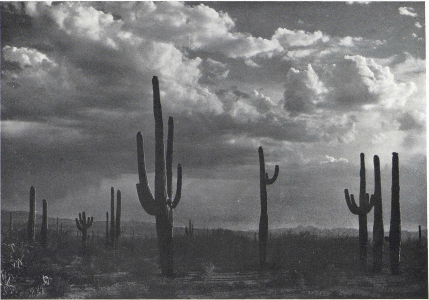 "Shadows On The Desert"