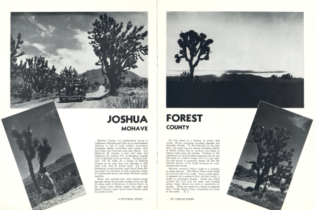 Joshua Forest.........