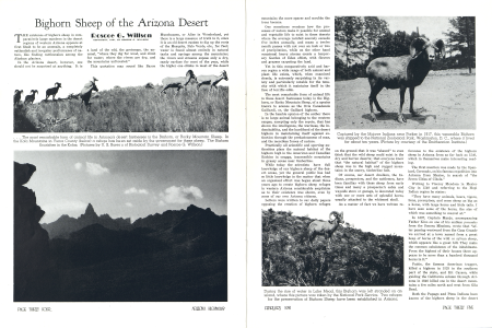 Bighorn Sheep of the Arizona Desert