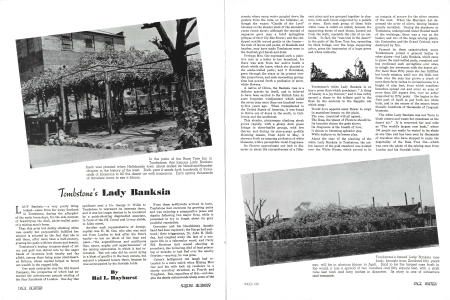 In the patio of the Rose Tree Inn in Tombstone, this famous Lady Banksia bush was planted when Helldorado town about ended its blood-and-thunder chapter in the history of the west.