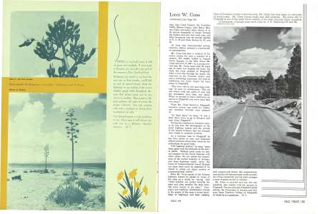 Desert episode: the blossoming century plant, a bird having seeds for dinner.