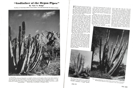 Shown here is the Senita, or Whisker Cactus.