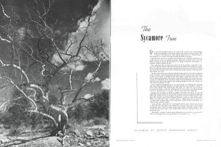 The Sycamore Tree