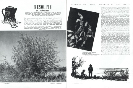 Mesquite