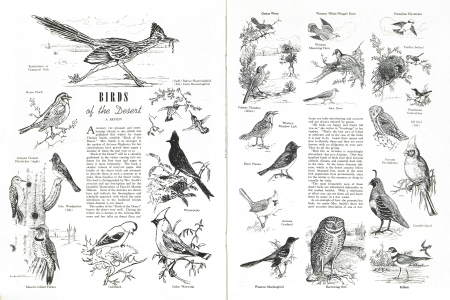 Birds of the Desert
