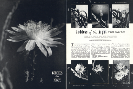 Goddess of the Night