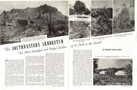 Historic Picket Post Mountain, near Superior, towers over the desert valley where is located the Southwestern Arboretum, the first garden of its kind to serve the sub-arid regions of the earth.