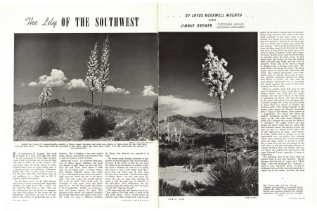 The Lily of the Southwest