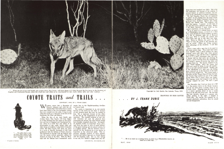 Coyote Traits and Trails