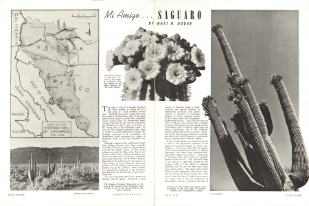 This desert dweller is especially precious to the people of Arizona, who have taken the saguaro blossom for the state flower.