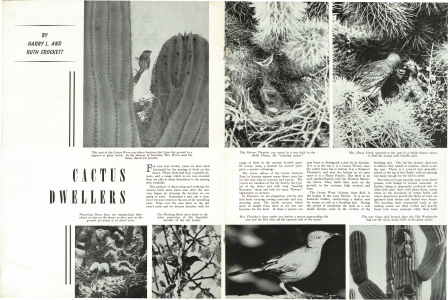 This nest of the Cactus Wren was about fourteen feet from the ground in a saguaro or giant cactus. In the absence of branches, Mrs. Wren used the heavy thorns for perches.