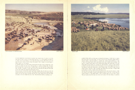 "HOPI ROUNDUP IN MOENCOPI WASH"