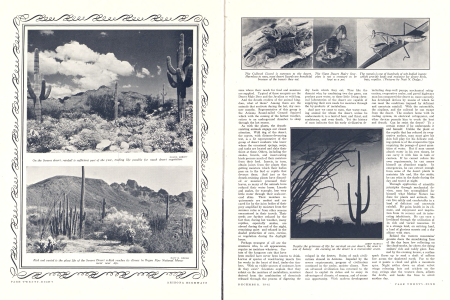 On the Sonora desert, rainfall is sufficient part of the year, making life possible for much desert vegetation.