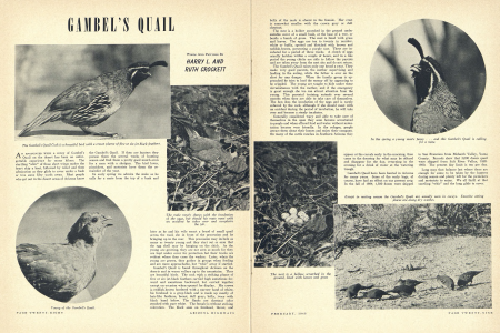 The Gambel's Quail Cock is a beautiful bird with a crown plume of five or six jet black feathers.