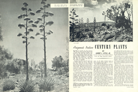 The century plants, such as Parry's agave, add color to the