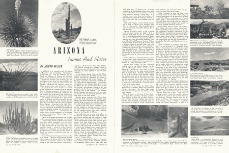 The Yucca, with its cream-colored blossoms, is called by the Mexicans "the candle of the Lord." A member of the lily family, it grows profusely in Arizona, it blooms in early summer.