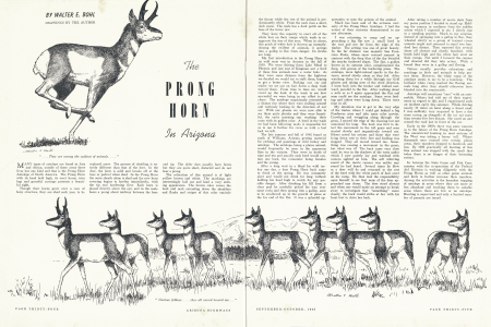 The Pronghorn in Arizona