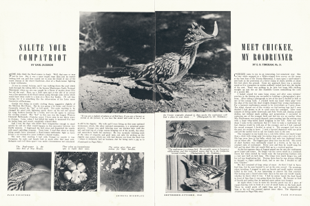 The Road-runner is the state bird of New Mexico.