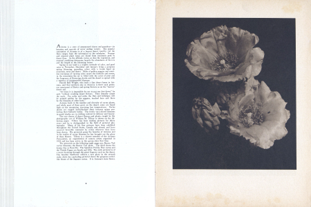 William M. Tillery, Pictorialist