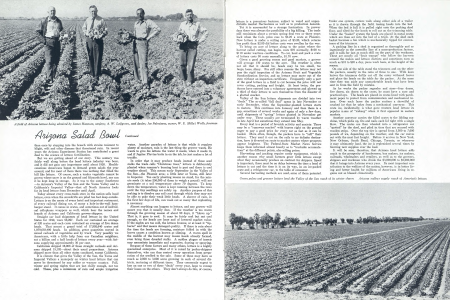 A field of Arizona lettuce being admired by James Hannum, zanjero; A. W. Leifgreen, seed dealer; Joe Palmisano, owner; W. E. (Billy) Wells, foreman