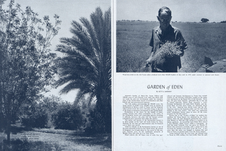 Yuma Valley dates, citrus, and pecans produce rich crops