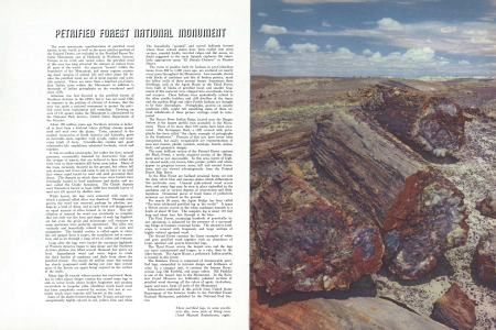 These petrified logs, in some pre-historic day, were parts of living trees.