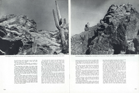 Great Saguaros rise seemingly from the bare rocks on Camelback Mountain, and one marvels at the survival here of these and other desert plants.