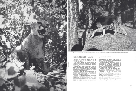 Mountain Lion