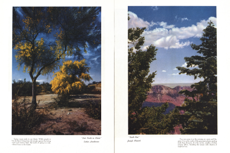 "Palo Verde in Bloom"