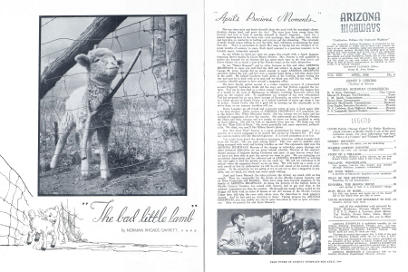 "The bad little lamb"