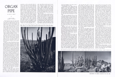 Organ Pipe Cactus National Monument, south of Ajo, an area half as large as the state of Rhode Island, is "our nation's finest example of arboreal desert." It is a vast cactus garden.