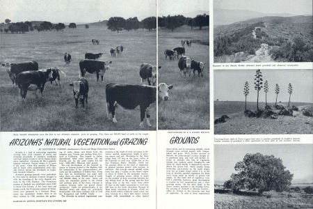 ARIZONA'S NATURAL VEGETATION AND GRAZING GROUNDS