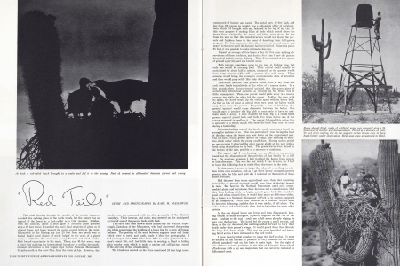 At dusk a red-tailed hawk brought in a snake and fed it to the young. Part of serpent is silhouetted between parent and young.
