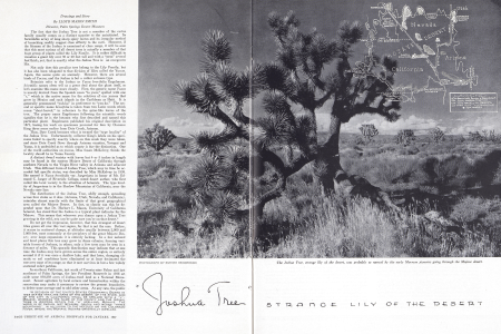 JOSHUA TREE