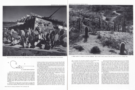 The use of the Prickly Pear cactus in the landscaping of desert homes is shown at Frank Lloyd Wright's "Taliesen West," near Scottsdale.