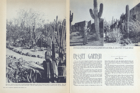 Dozens of varieties of cacti grow in orderly profusion along paths in the Desert Botanical Garden of Arizona, near Phoenix. Since the War, this garden is the largest of its kind in the world. There are 10,000 specimens of varied desert growth in this 306 acre enclosure.