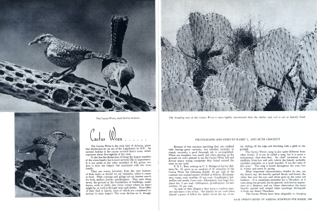 Cactus Wren