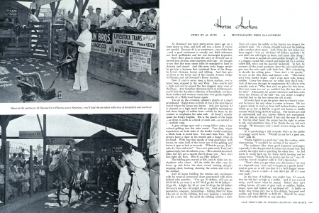 Horse Auction