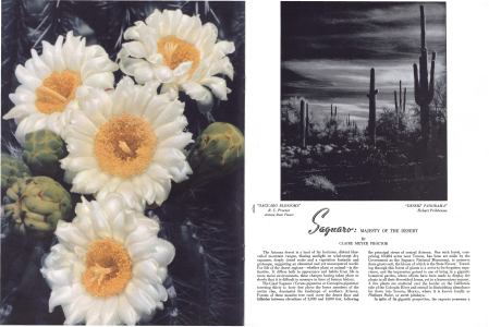 Saguaro: Majesty of the Desert