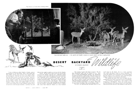 DESERT BACKYARD WILD LIFE