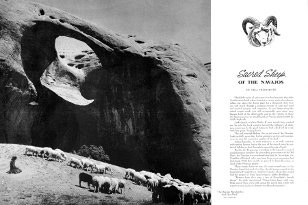 SACRED SHEEP OF THE NAVAJOS