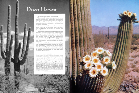Desert Harvest