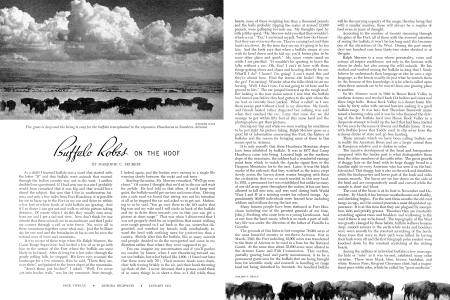 Buffalo Robes On The Hoof
