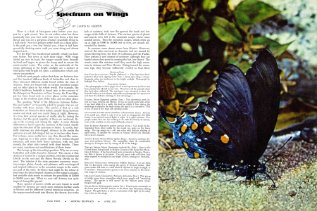 PIPE-VINE SWALLOWTAIL
