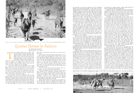 Quarter Horse matrons, with their spring foals at side, lope up to the corral to get an early morning drink of water.