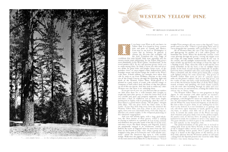 Western Yellow Pine