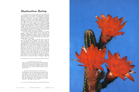 "THE VIPER CACTUS" BY ROLAND A. HOTIN, Wilcoxia Diguetti