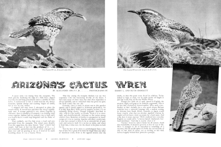 The Cactus Wren, Arizona's state bird