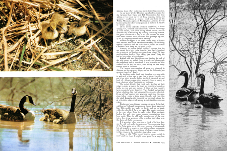 Hunting Canadian Geese with a Camera