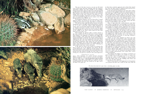 Peccaries at Water Hole